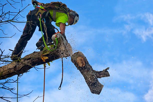 Best Seasonal Cleanup (Spring/Fall)  in Buena Park, CA